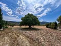 Gran oportunidad de casa de campo en las afueras de Pinoso in Alicante Property