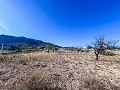 Finca con más de 20.000 m²  de Terreno con Amplias Posibiliades in Alicante Property