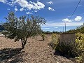 Casa de 4 dormitorios con olivar en una carretera privada, cerca del pueblo. in Alicante Property
