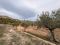 Rustic land in a privileged area of Onil in Alicante Property