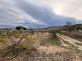 Rustic land in a privileged area of Onil in Alicante Property