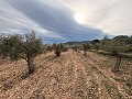 Rustic land in a privileged area of Onil in Alicante Property