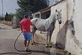 Lovely 3 Bed 1 bath Equestrian property in Monovar. in Alicante Property