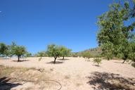 Country house with 100.000M2 olives and Almonds in Alicante Property