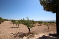 Landhuis met 100.000M2 olijven en amandelen in Alicante Property