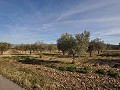 15,000m2 of building land in Salinas with water - electric close in Alicante Property
