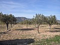 15 000 m2 de terrain constructible à Salinas avec eau - fermeture électrique in Alicante Property