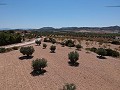 Terrain à bâtir avec eau, électricité et arbres in Alicante Property
