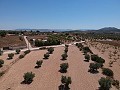 Terrain à bâtir avec eau, électricité et arbres in Alicante Property