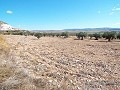 10,500m2 Plot of Land with mains water in Alicante Property