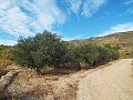 Grundstück mit Olivenhain in Alicante Property