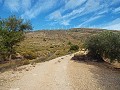 Plot of land with Olive Grove in Alicante Property