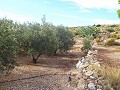 Grundstück mit Olivenhain in Alicante Property