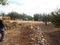 Terrain avec Olive Grove in Alicante Property