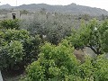 Mooie villa in Ricabacica, Abanilla + olijfgaard in Partidor in Alicante Property