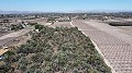 Non building plot of land in Elche with palm trees in Alicante Property