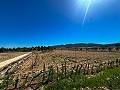 5000 square meter plot with incredible views in Yecla in Alicante Property
